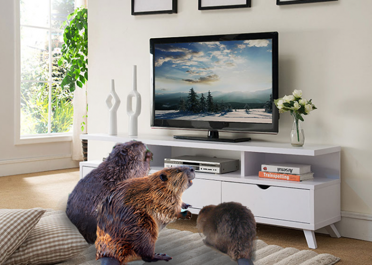 three beavers sitting on a couch watching television