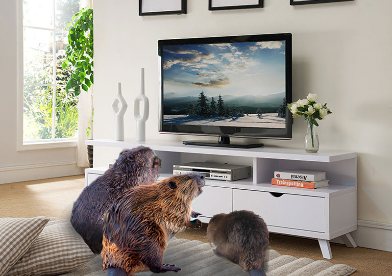three beavers sitting on a couch watching television