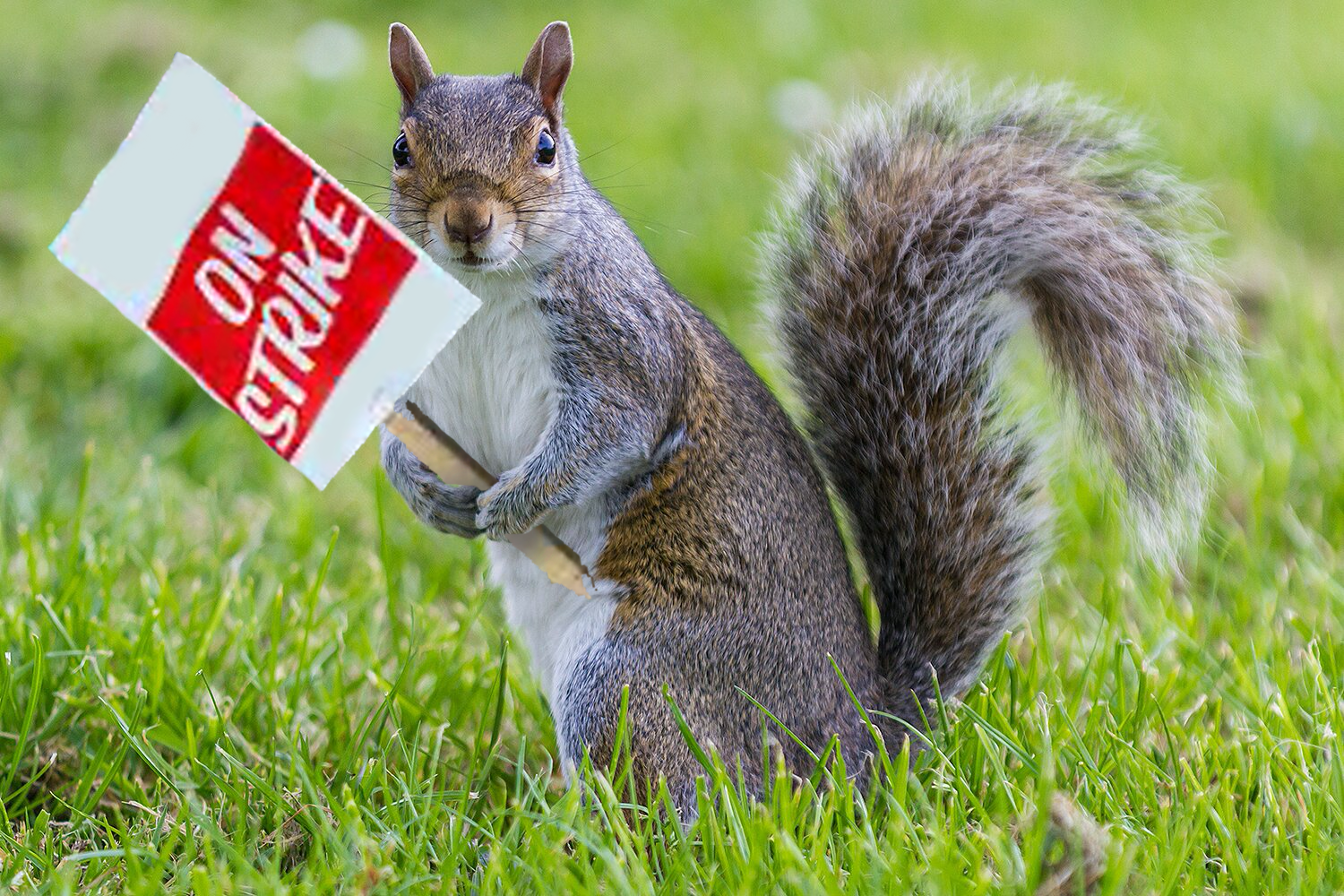 a squirrel holding a sign that says "on strike"
