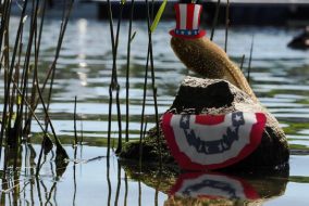 Tadpole sitting proudly on rock in river with American flag-themed top hat and bunting flag
