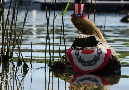 Tadpole sitting proudly on rock in river with American flag-themed top hat and bunting flag