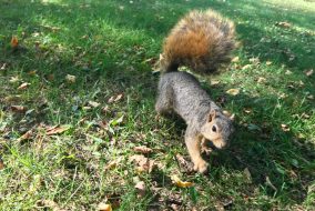 Squirrel walking on grass