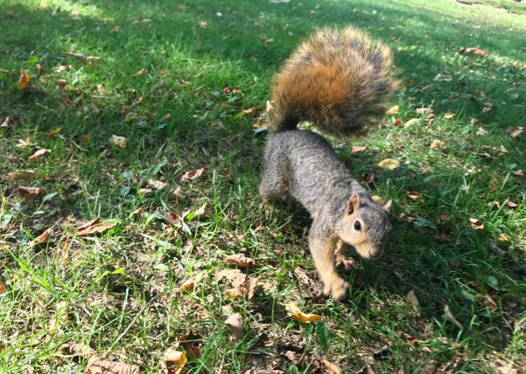 Squirrel walking on grass