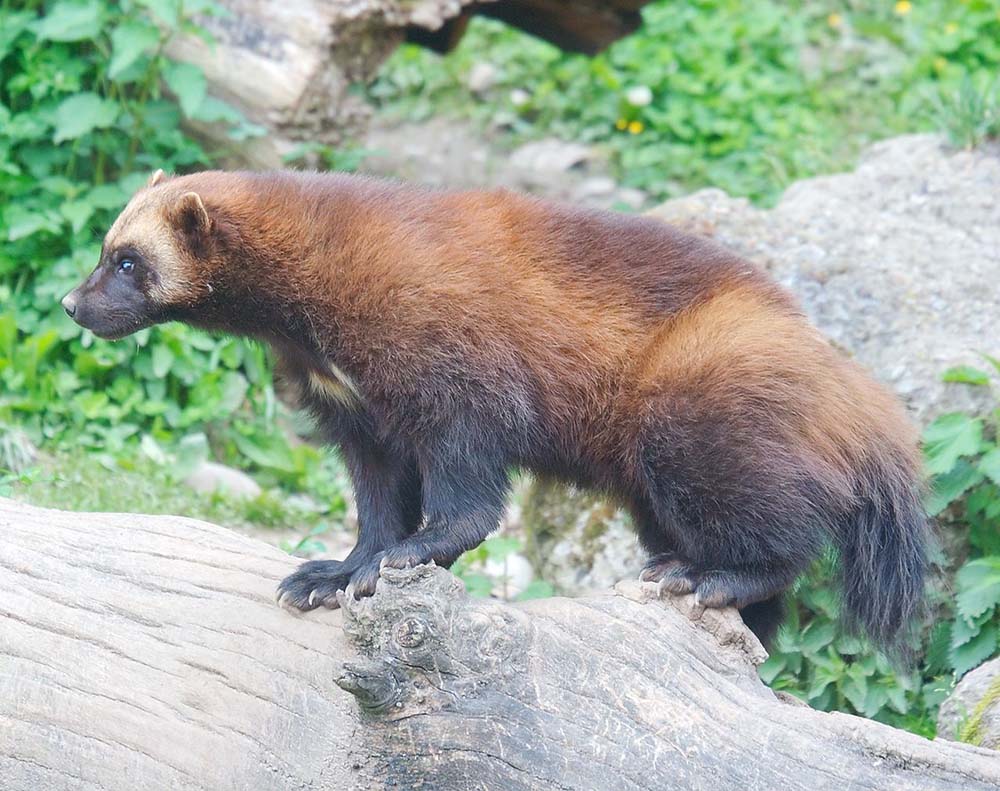 A wolverine that looks nothing like a wolf at all.