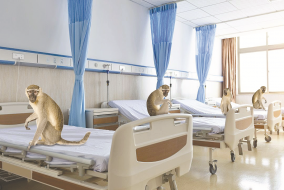 Monkeys in hospital beds