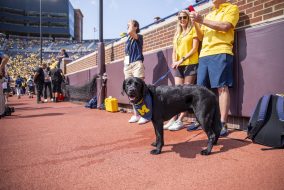 A dog in a Michigan bandana stands on the Big House sidelines.