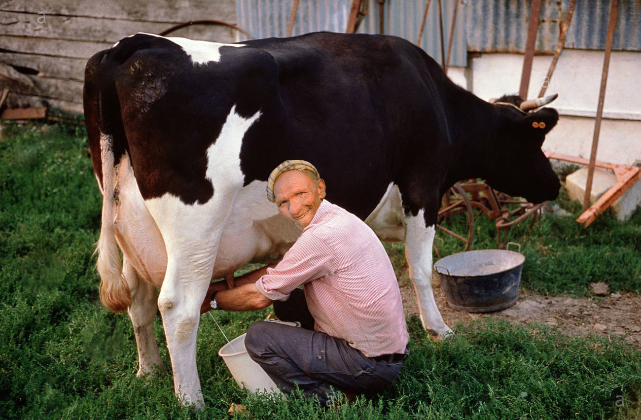Area Man Trying His Hardest Not To Be Turned On By Milking Cow.