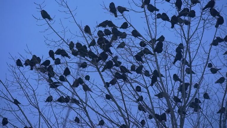 Seeing A Huge Flock Of Crows