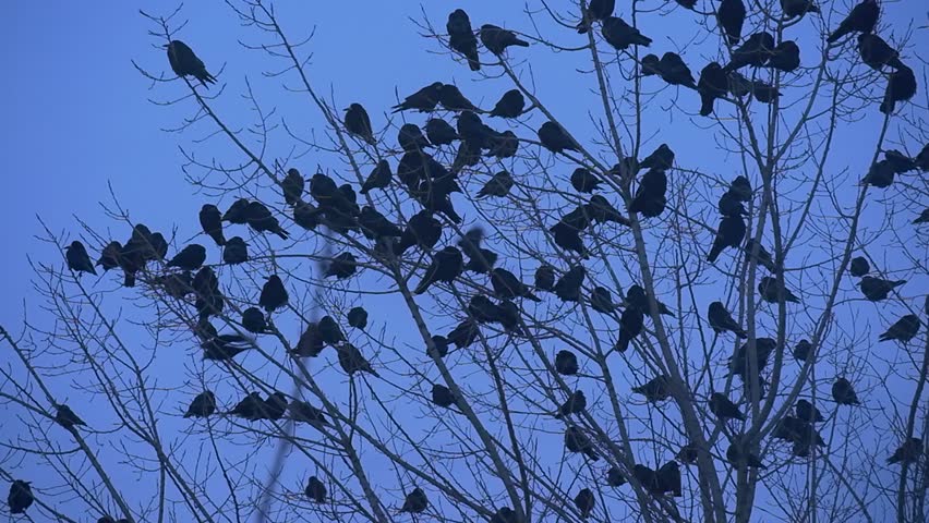 flocks of crows meaning