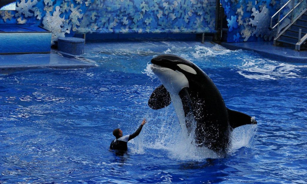 New SeaWorld Attraction Lets You Neglect Animals Yourself The Every
