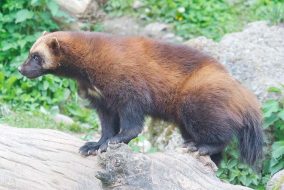 A wolverine that looks nothing like a wolf at all.