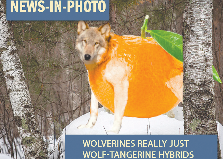 A tangerine with a wolf head and legs