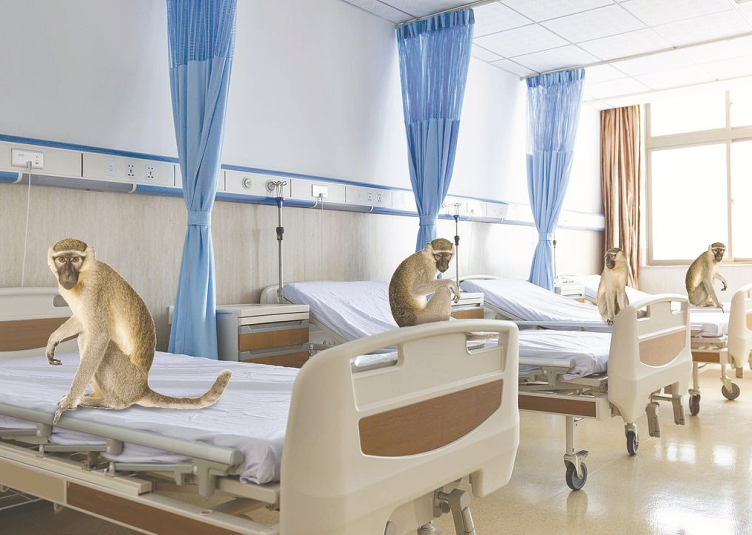 Monkeys in hospital beds