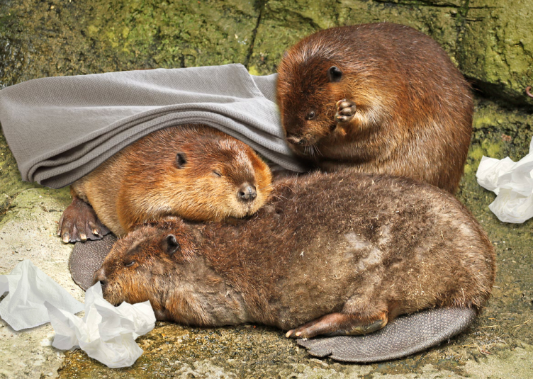 Sleeping beavers with photoshopped blanket and tissues