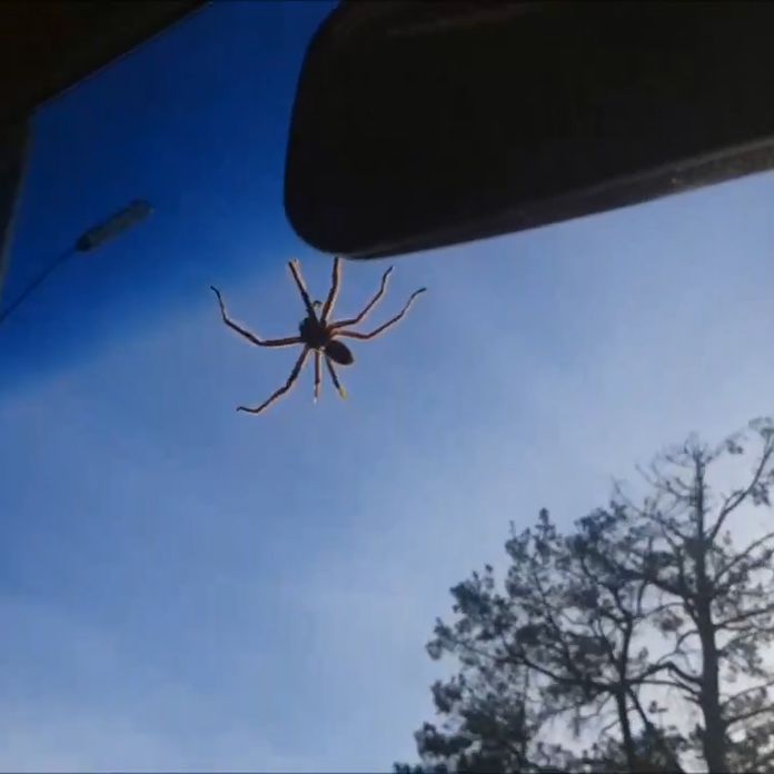 Picture of a spider hanging on someone's windshielf as they drive