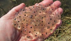A handful of frog eggs.