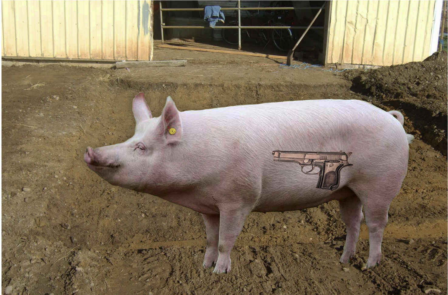 College Republicans Endorse A Pig With A Tattoo Of A Gun - Vimarsana News