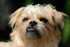 A dog with bad teeth.