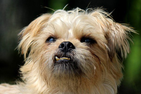 A dog with bad teeth.