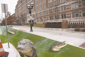 Alligators swimming in moat in designated bike lane