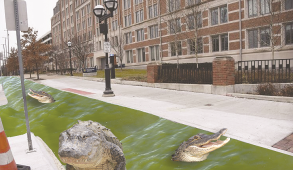 Alligators swimming in moat in designated bike lane